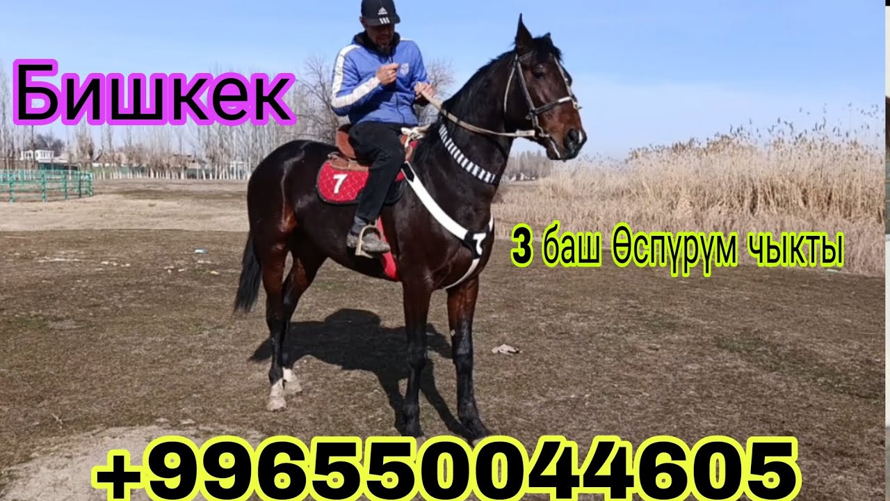 5-февраль Бишкектен жакшы өспүрүмдор чыкты +996550044605