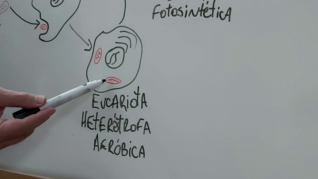 ORIGEN DE LA CELULA EUCARIOTA