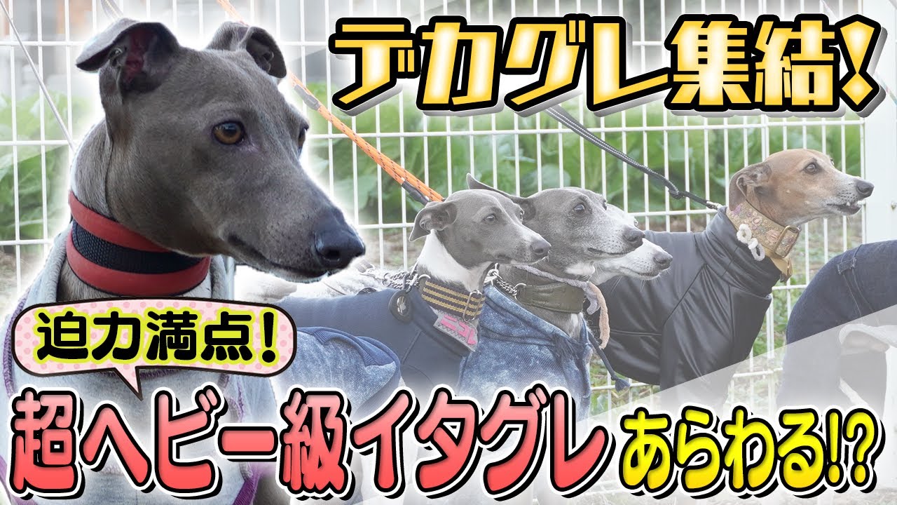 【デカグレの集い】ベリくんを超えた？超重量級イタグレ発見！ドッグランで遊んできた☆