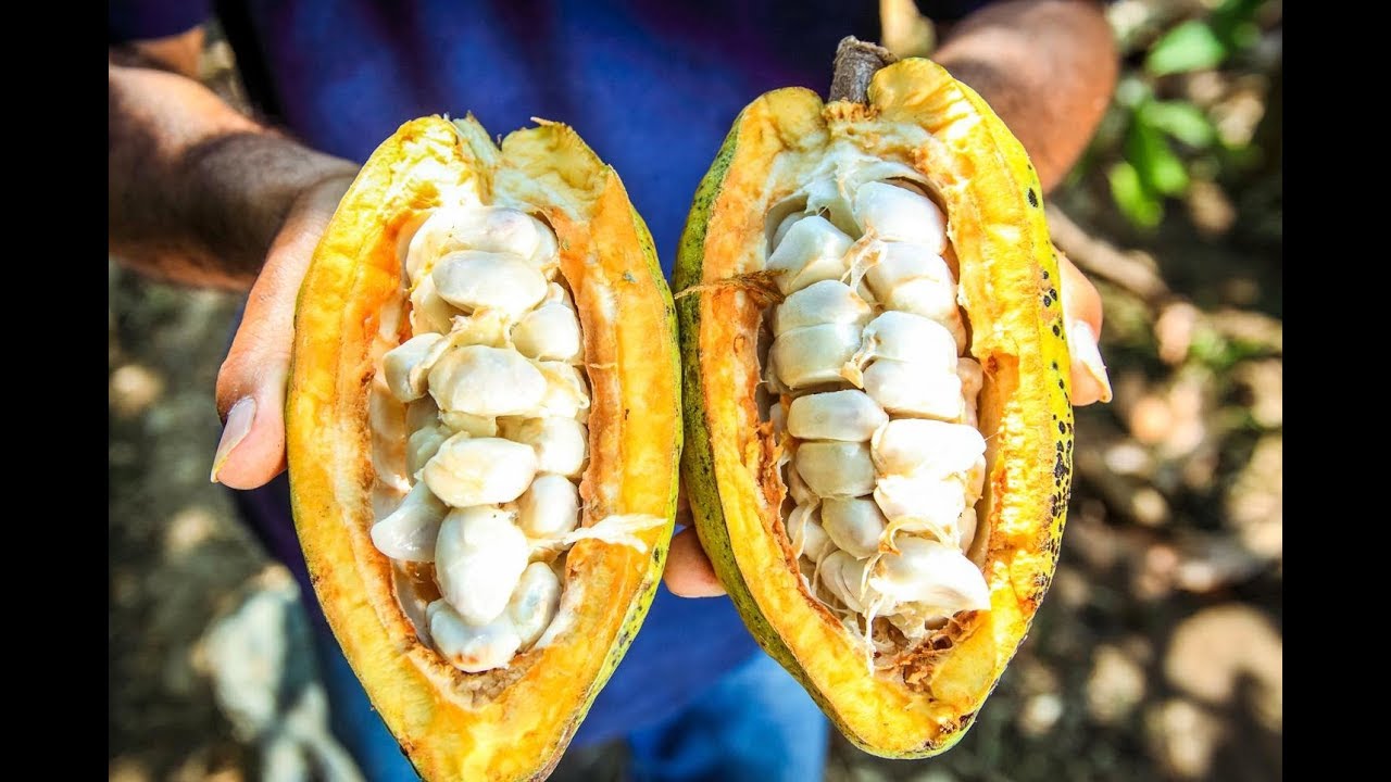 Cacao criollo APPROCAP - English Version