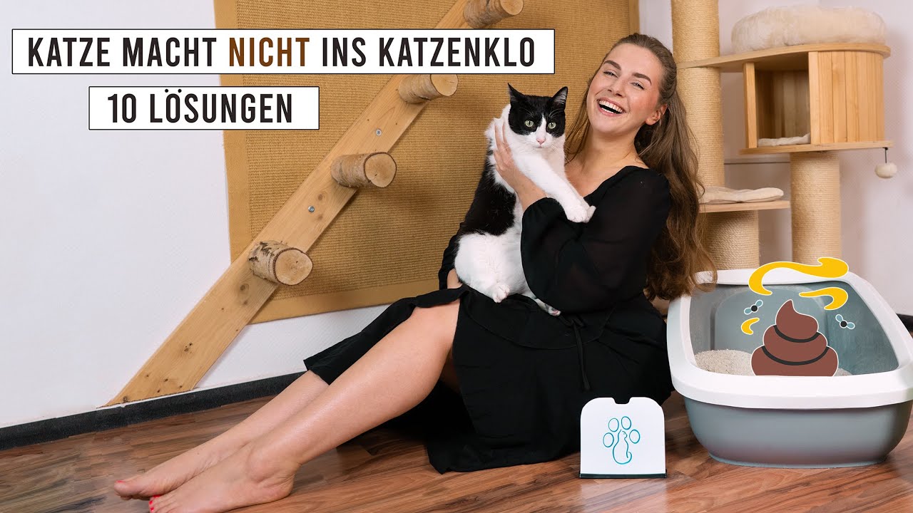 Katze macht nicht ins Katzenklo / 10 Tipps bei Unsauberkeit bei Katzen / Amely Rose