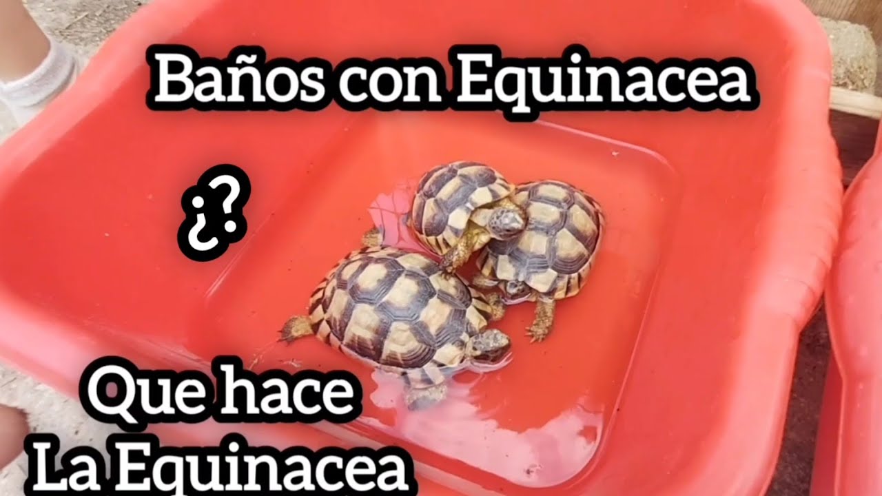 equinacea para tortuga baños ayuda a subir el sistema inmunologico #turtle#equinacea#