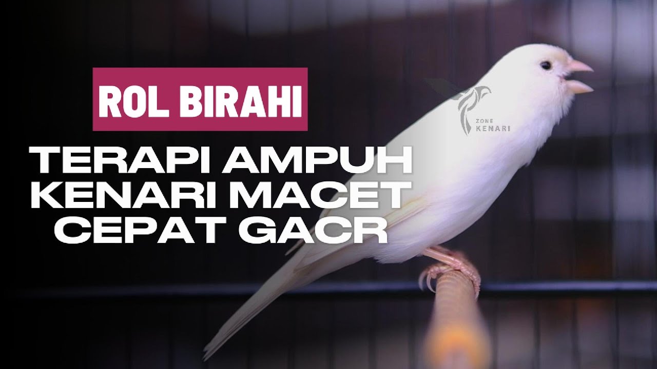 KENARI CENGKOK MEWAH DURASI PANJANG | masteran paling AMPUH Cocok untuk pancingan kenari paud