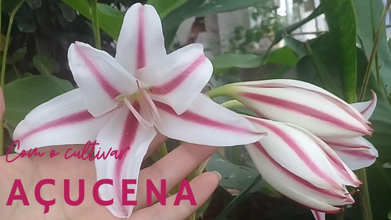 COMO CULTIVAR AÇUCENA