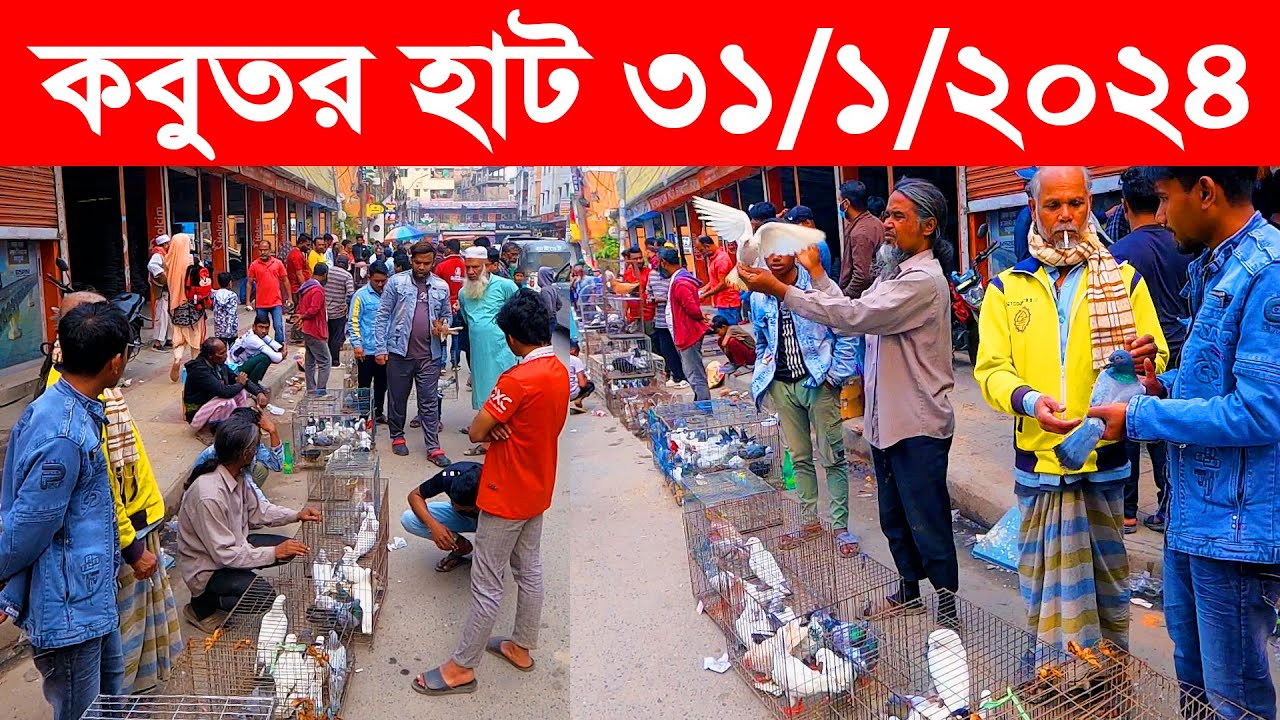 মেরাদিয়া কবুতর হাট ৩১-১-২০২৪ | kobutor hat 2024 | pigeon market in bangladesh | meradiya kobutor hat