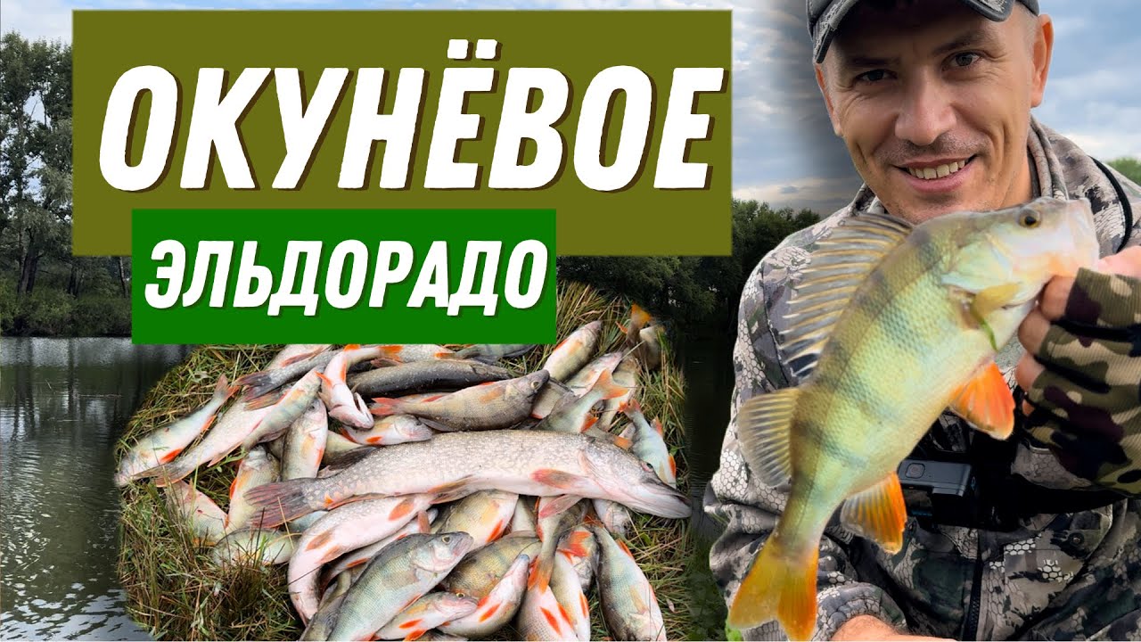 Окунёвое Эльдорадо!!! Вода бурлит от рыбы. Рыбалка Павлодар 2024 #fishing #рыбалка #спиннинг