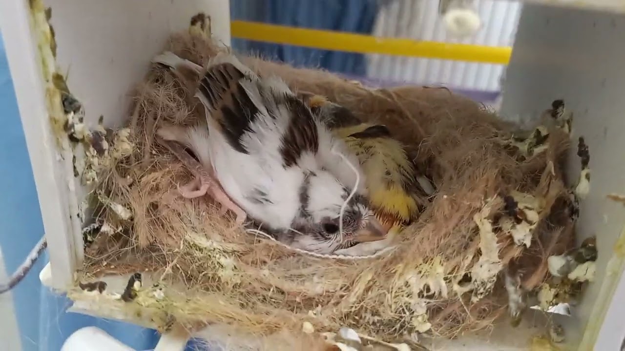 Les bébés sortent du nid: Elevage canari (13/04/2023)