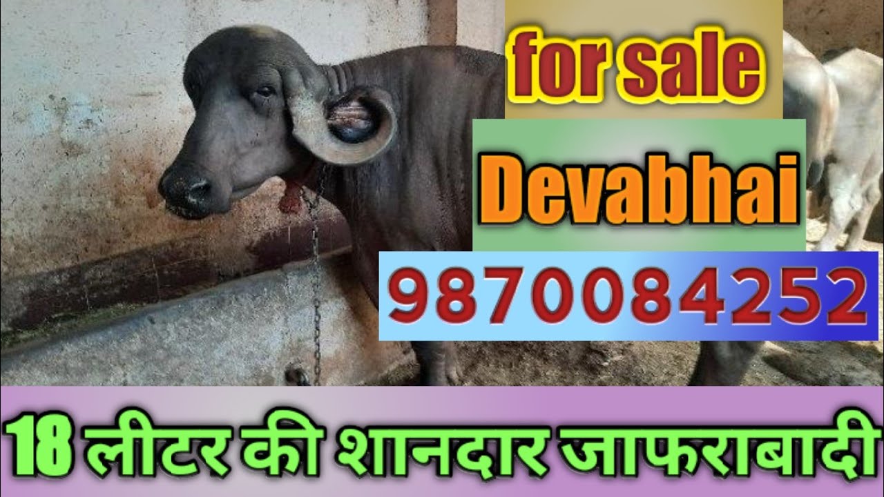 jafarabadi buffalo gujarat|jafarabadi buffalo price|जाफराबादी भैंस#jafrabadi#dairyfarm