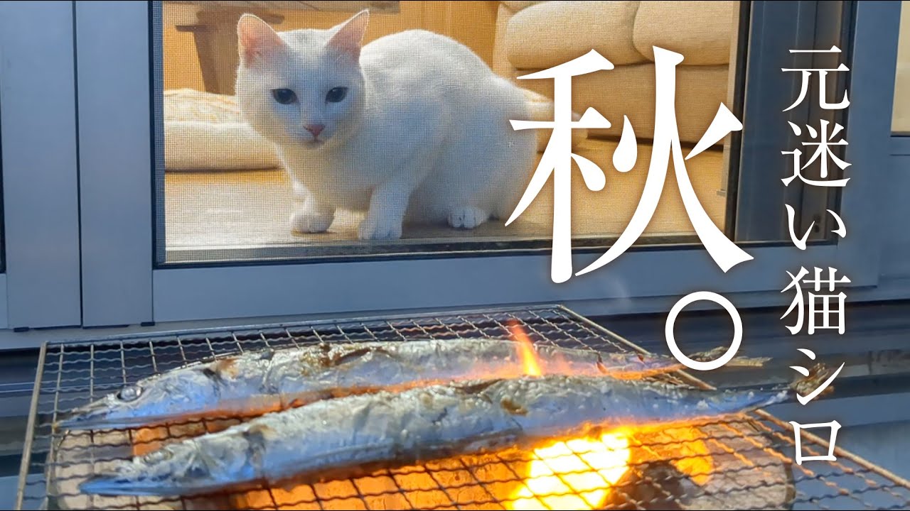 初めて猫と過ごした、秋の思い出。