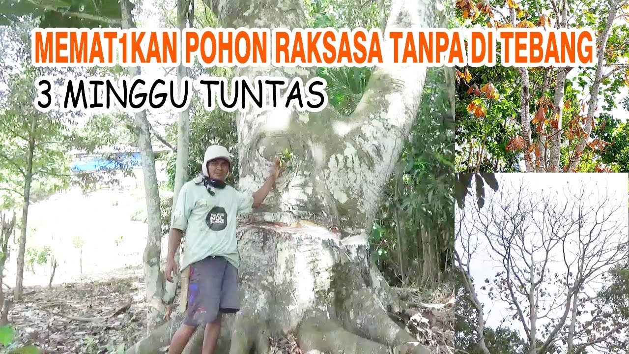 Cara Cepat Mematikan Pohon Besar Tinggi 30 Meter Di kebun Tanpa Menebang