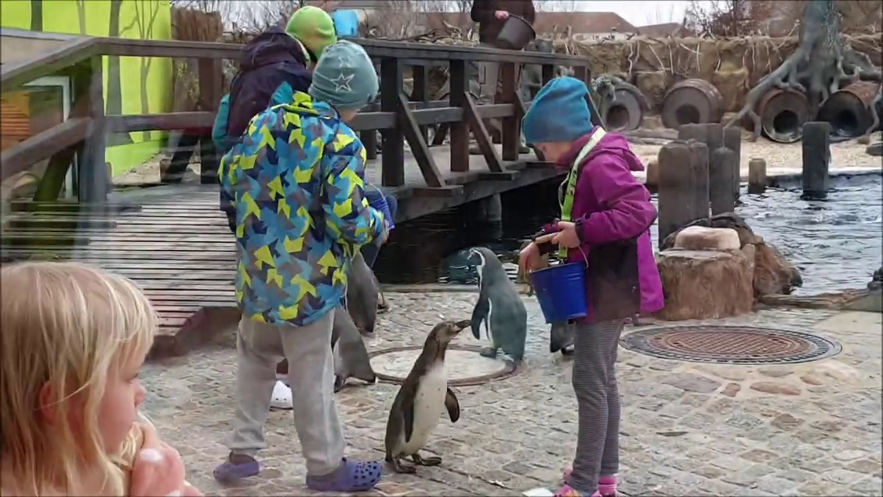 Lübbenau Spreeweltenbad mit der Fütterung der Pinguine im Februar 2020