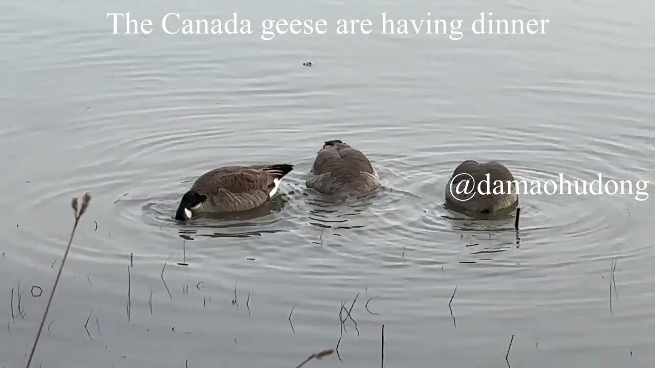 The Canada geese are having dinner