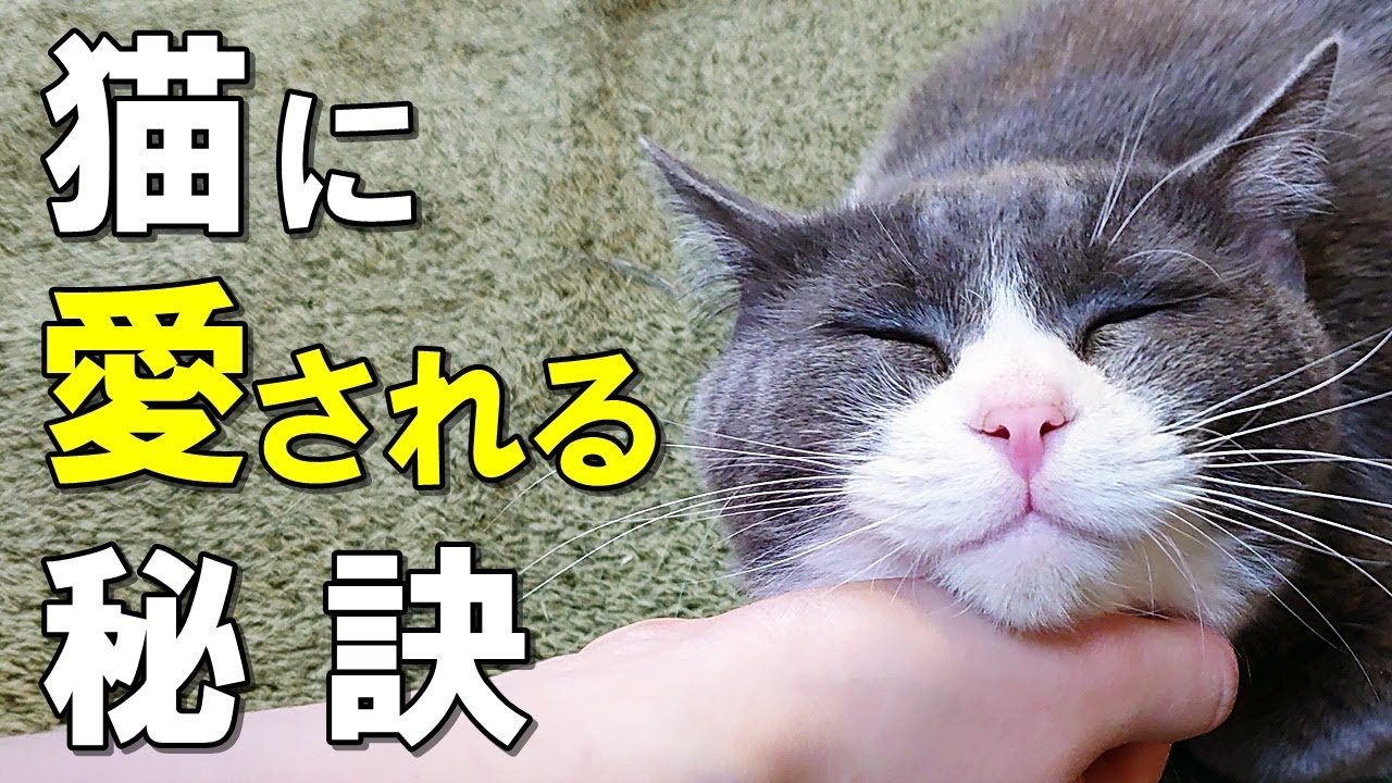 猫と仲良くなりたい人必見！猫に愛されるための１０か条【保護猫】