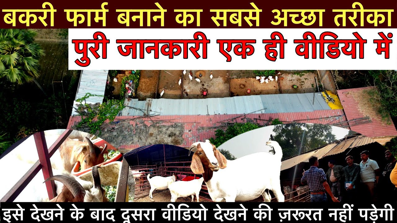 बकरी फार्म बनाने की संपूर्ण जानकारी ये देख लिए तो सिख लिए ||how to make a goat farm 