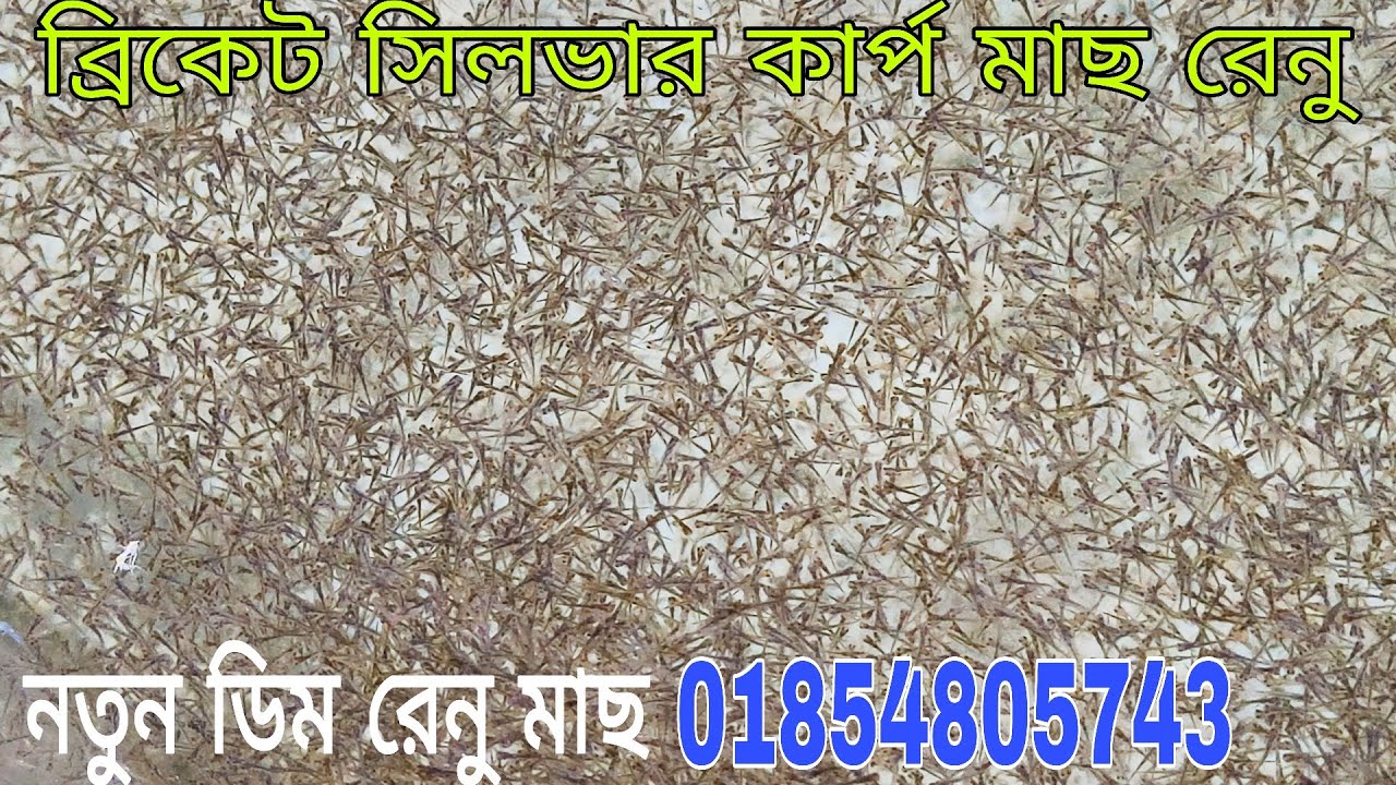 নতুন বছরে ডিম রেনু মাছ || কাপ জাতীয় মাছ। ব্রিকেট গ্ৰাস কাপ রেনু চাষ করা পদ্ধতি।