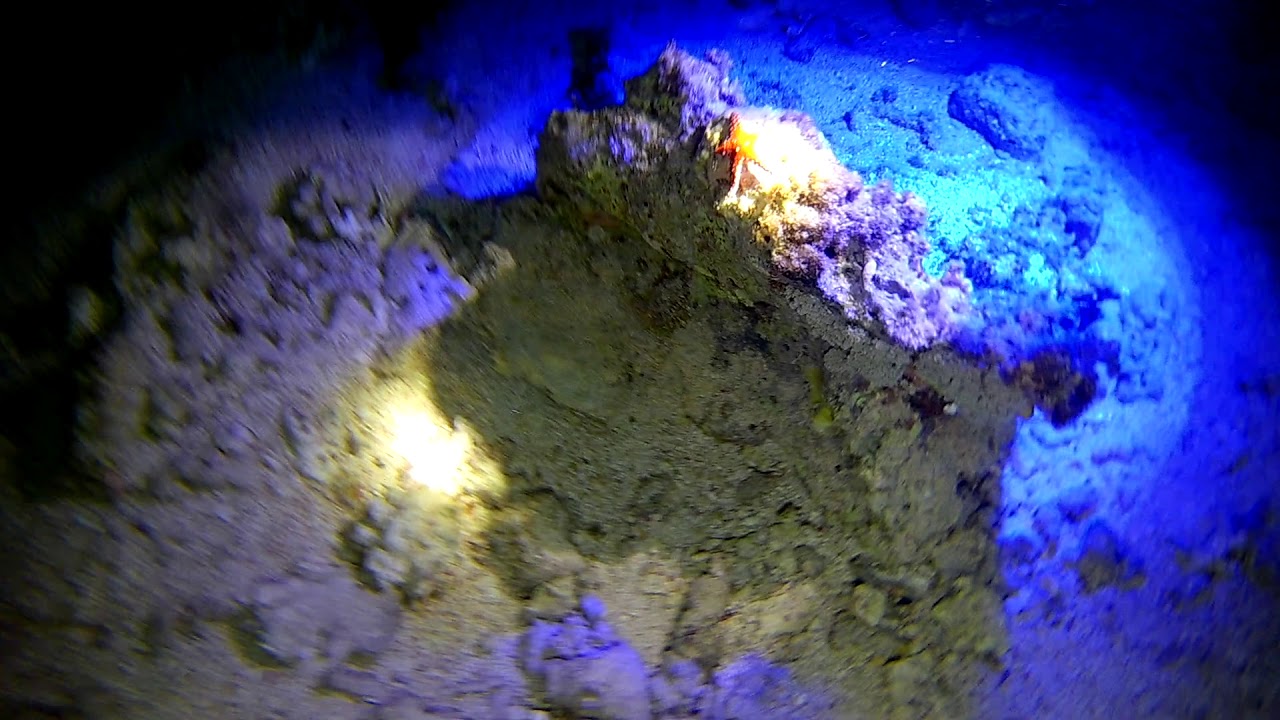 Snorkeling Night safari in the Red Sea, Port Ghalib, Marsa Alam, Egypt.