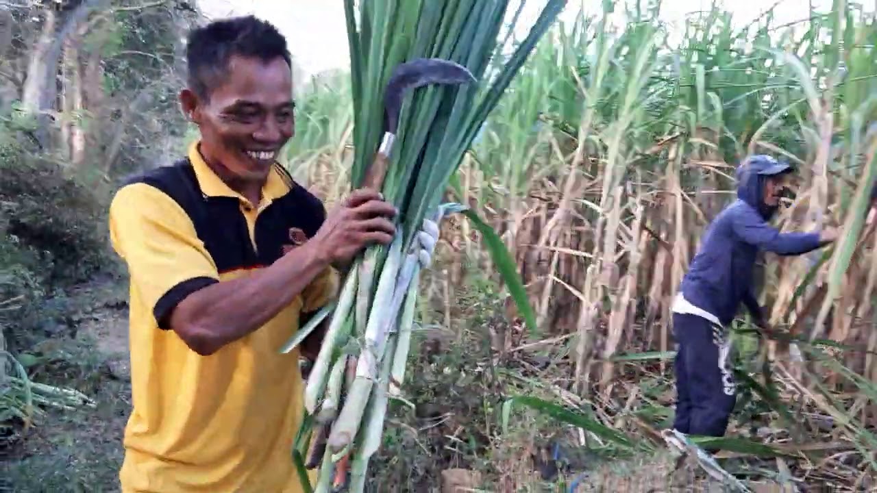Tebang Tebu Perdana