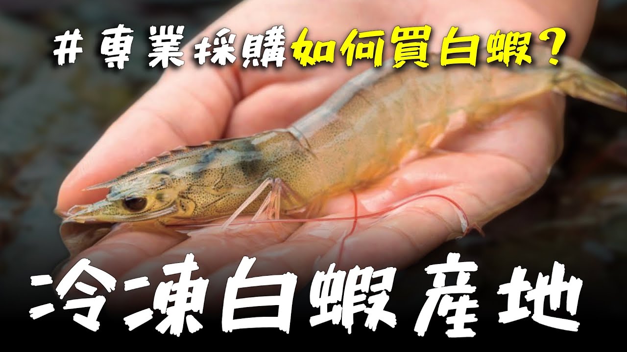 冷凍白蝦從哪裡來？讓專業海鮮採購告訴你，台東頂級白蝦生產方式！