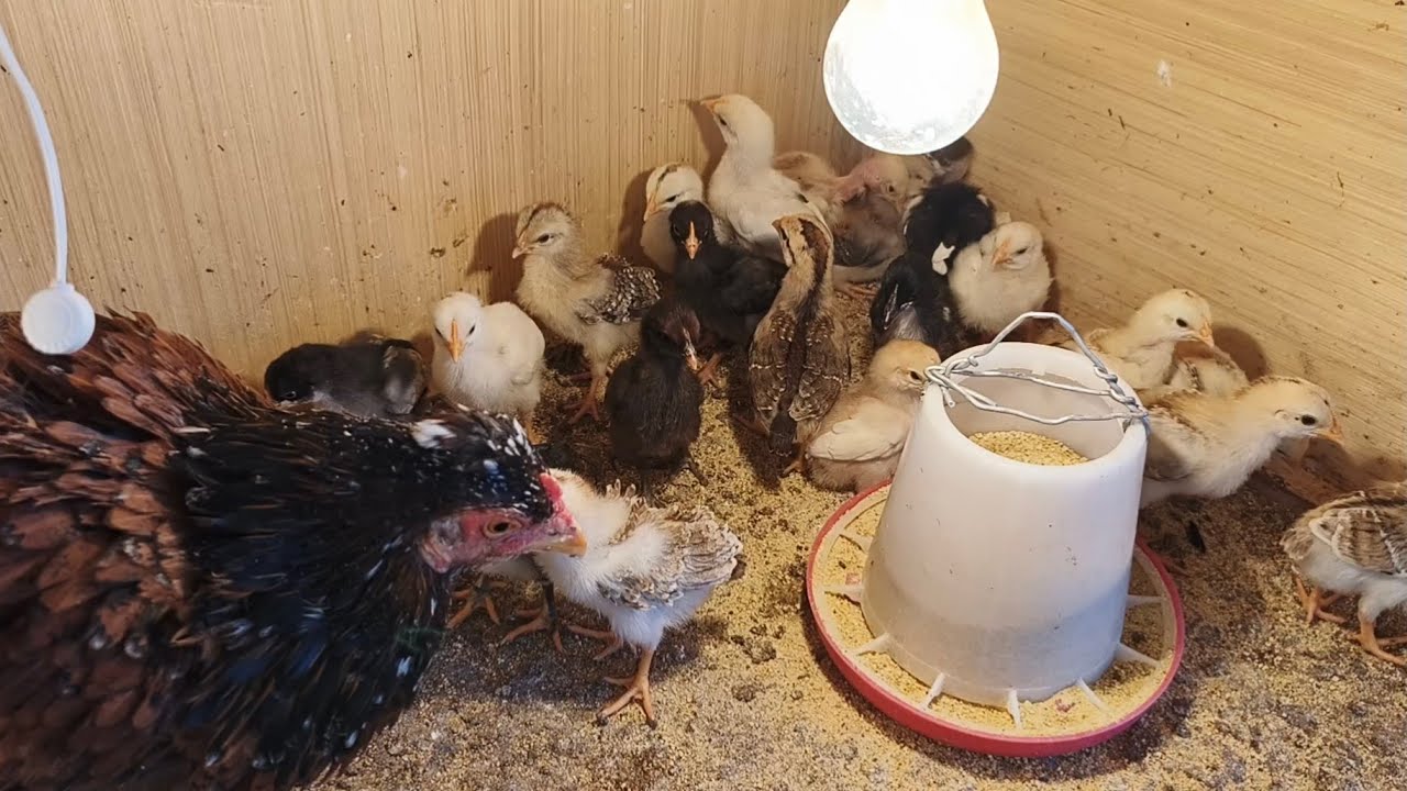 تفقيس أكبر وجبة كتاكيت 🐣 في تاريخ القناة 🐥 تكريك دجاجتين 🐔 في نفس الوقت 🐓#اكسبلور #birds #لايك #ترند