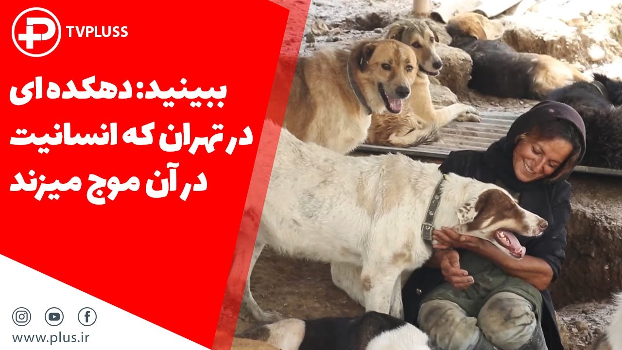 دبیر شریفی که از سگهای بی سرپرست غرب تهران نگهداری میکند/ یک گزارش پر از عشق از دهکده مهربانی چیتگر