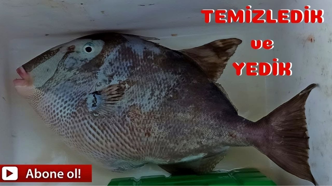 Domuz Balığı Nasıl Temizlenir ? | Pişirdik ve Yedik ( Tavuk Balığı )