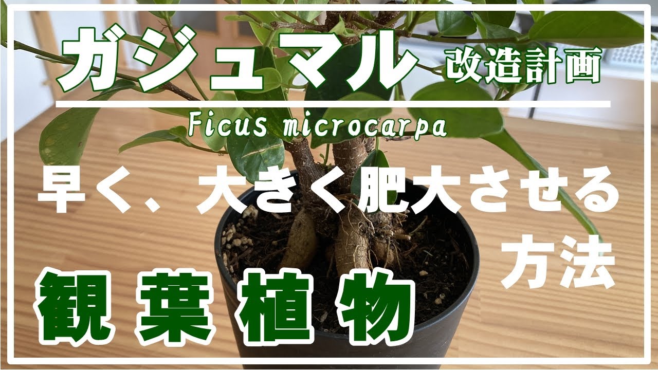 【観葉植物】その手があったか！ガジュマルを早く太く肥大させる方法