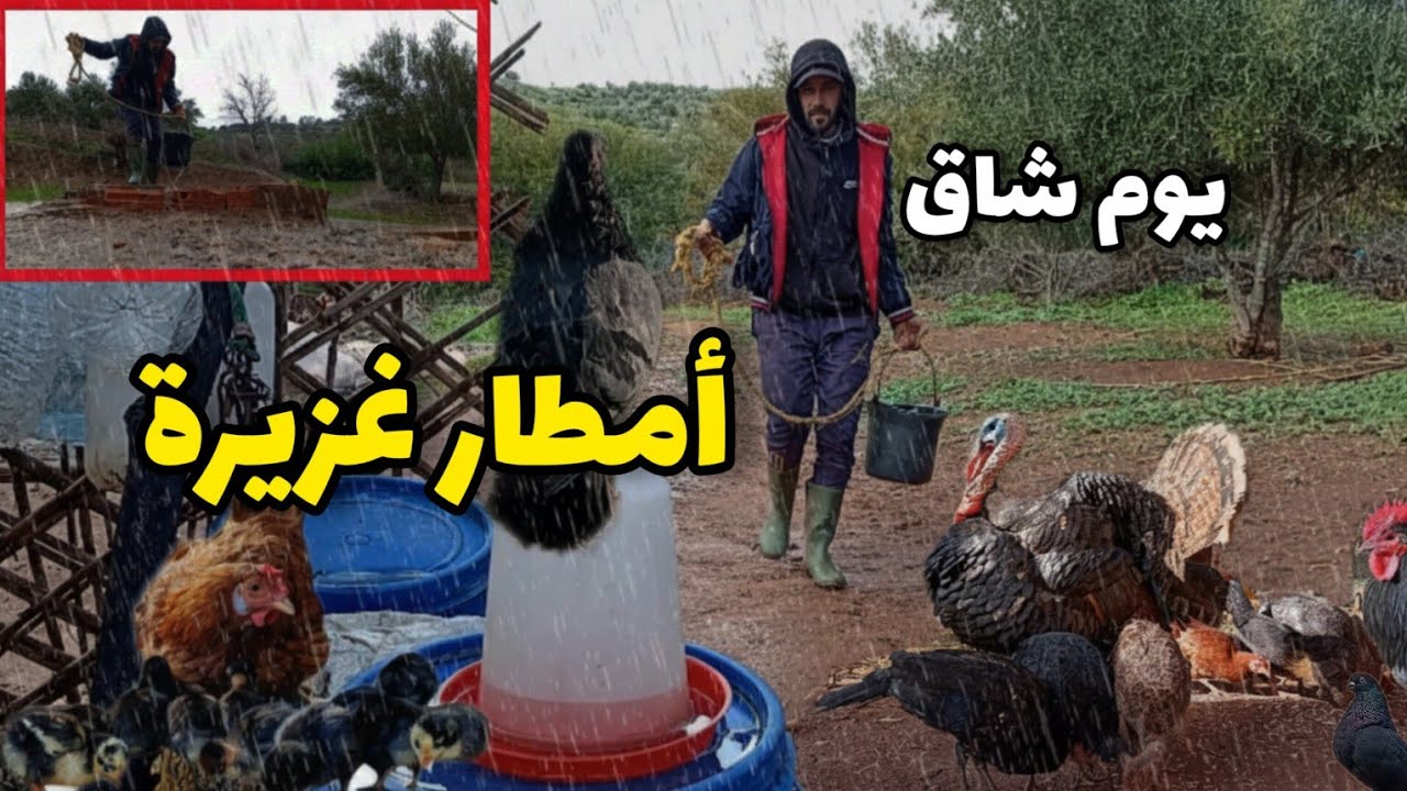 العمل تحت الأمطار الغزيرة مع الحيونات وإمتلاء البئر القديم 