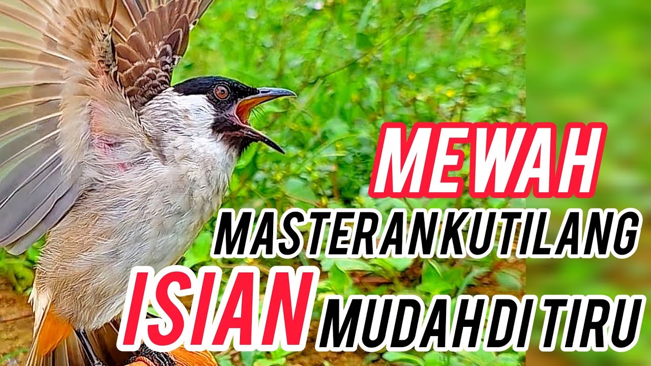 MEWAH‼️MASTERAN KUTILANG GACOR FULL ISIAN PALING MUDAH DI TIRU KUTILANG LAIN