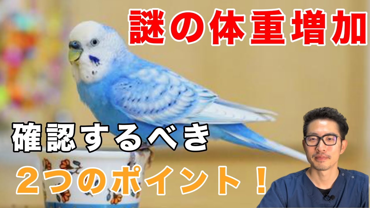 【質問コーナー】セキセイインコさんの体重が何もしてないのに増える...減らし方は？コザクラインコさんの血液検査の見方を知りたい。尿結石対策のご飯、シニアになっても続けて大丈夫？にお答えしました！