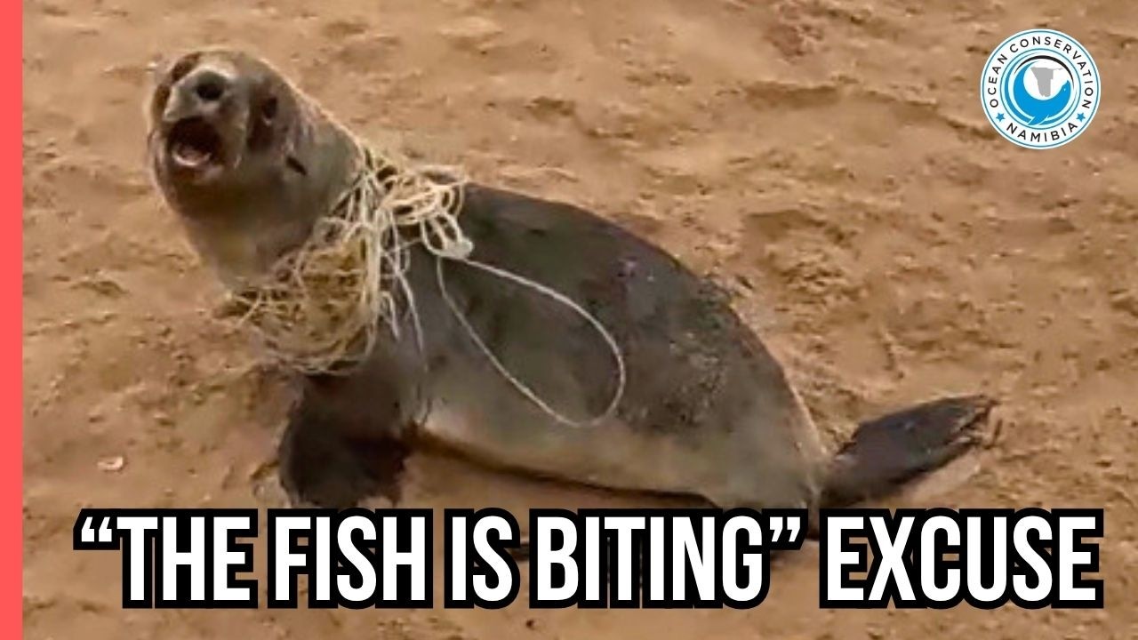 Another Entangled Seal Left to Suffer for Someone’s Profit
