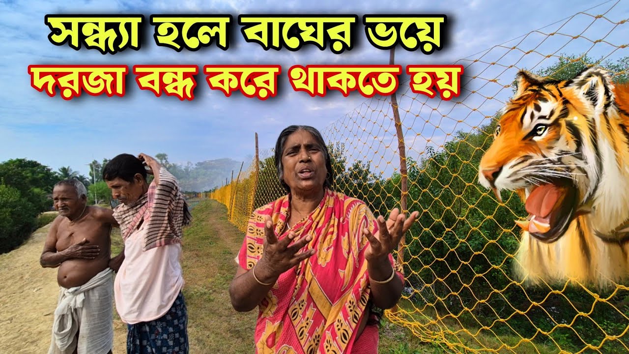 সন্ধ্যা হলে বাঘের 🐅ভয়ে রাতে বাড়ির দরজা বন্ধ করে থাকতে হয় //tiger attack in Sundarban 😱