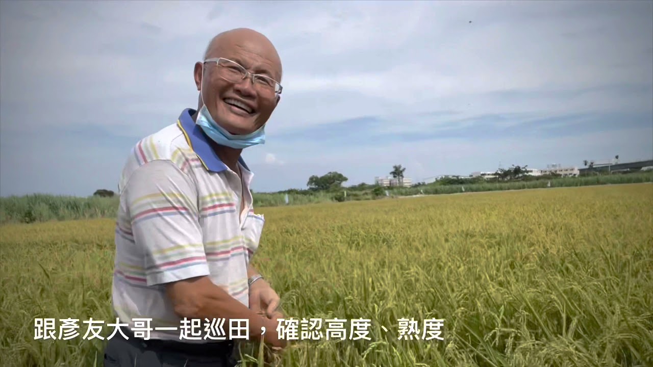 水稻生長過程