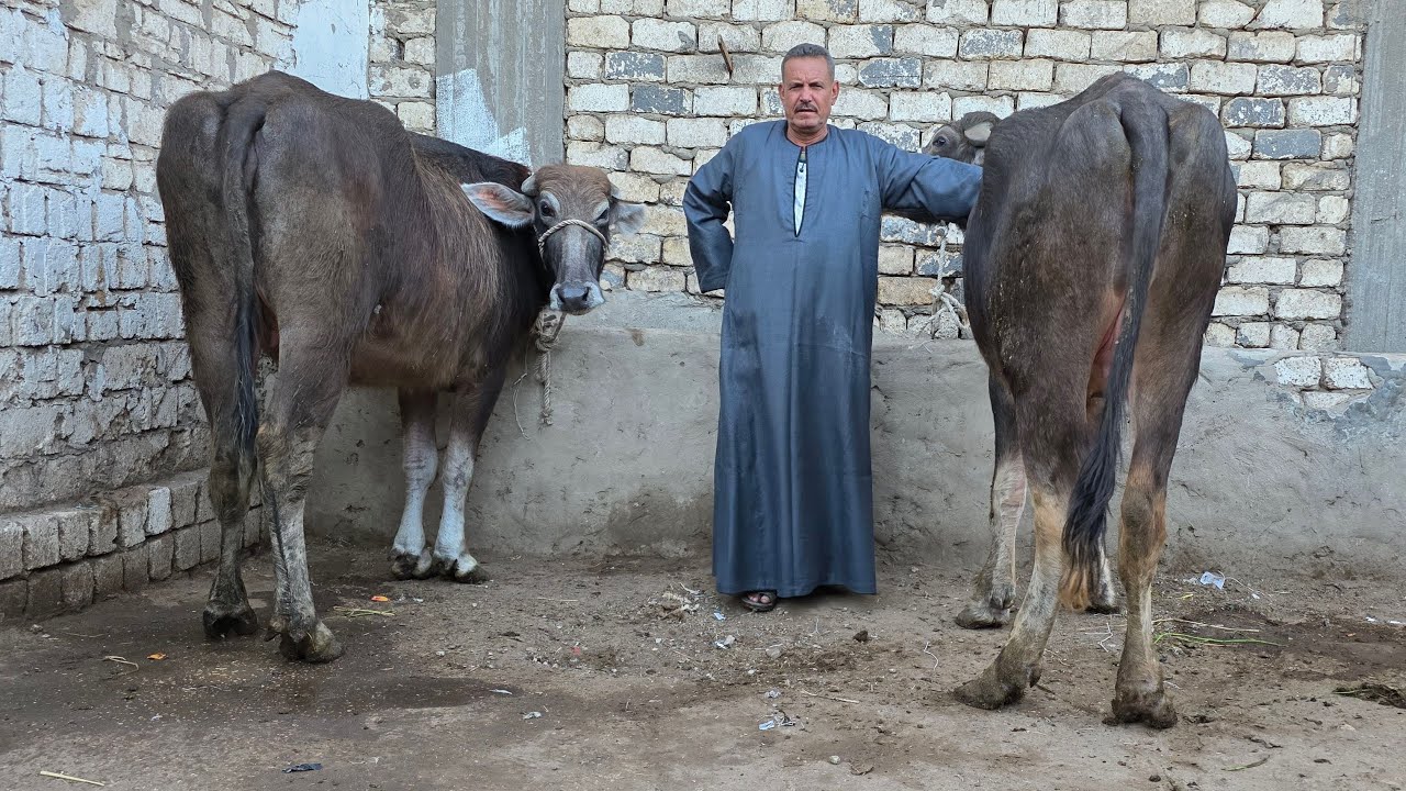 إنهيار في أسعار دبابات العجم الجاموس العشر  والعجميات العشر اسعار من 58  الف فرصة من دهب