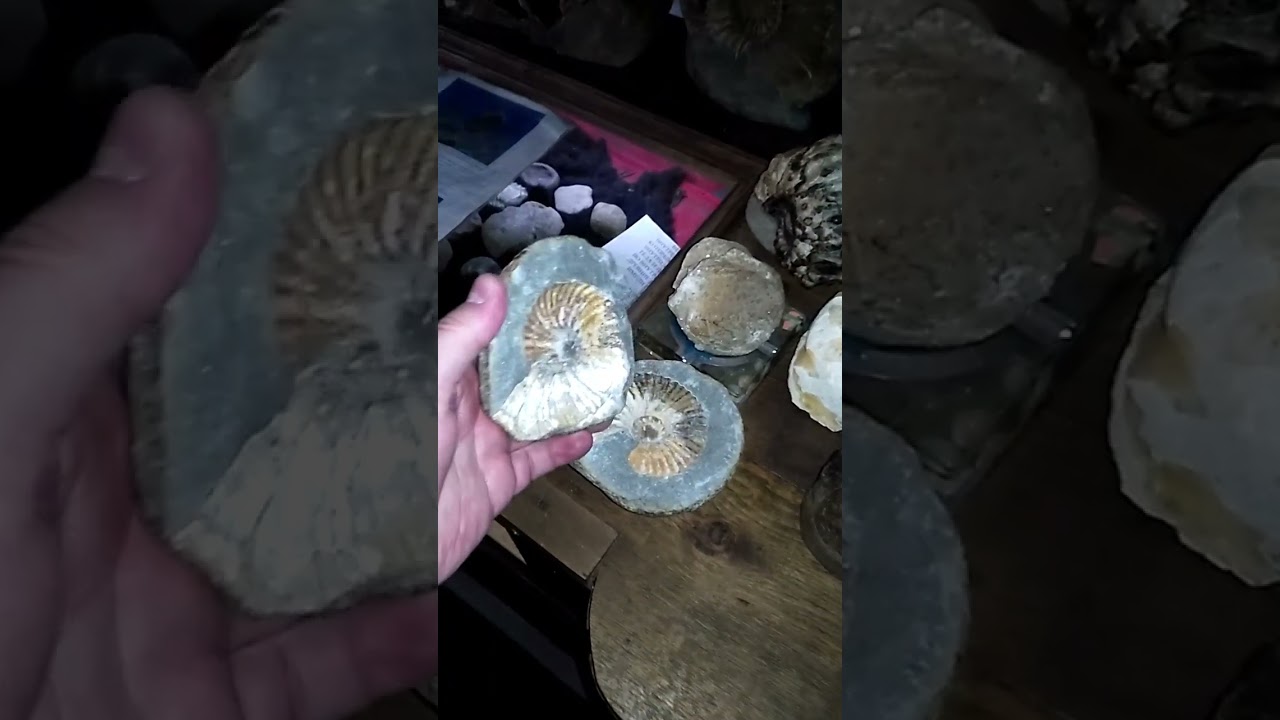 Аммониты Беловодье  