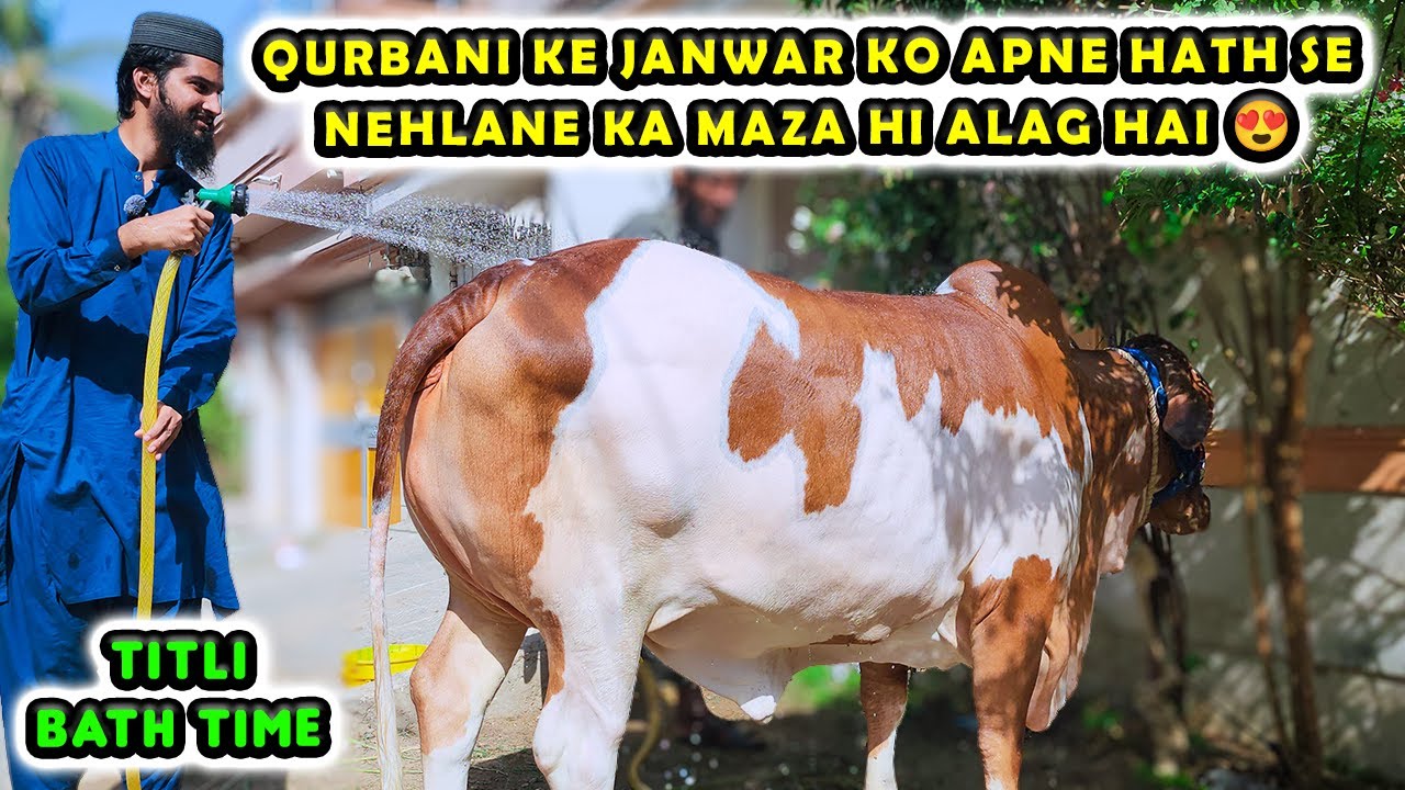 TITLI KI WALK WITHOUT RASSI | BATH TIME | SWEET MEMORIES | BAKRA EID 2024