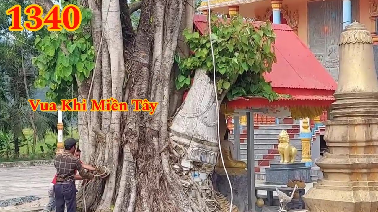 Full : Rợn người khi nhóm Vua Khỉ cưa tỉa cành cây Bồ Đề có phần m.ộ bên trong Cutting bodhi trees