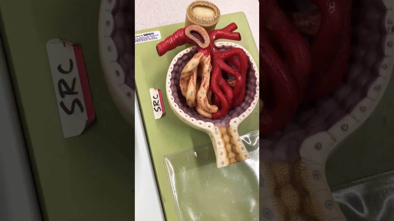 Renal Corpuscle Anatomy