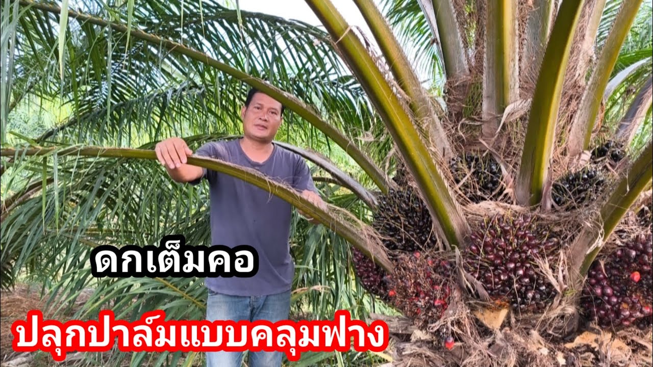 ปลูกปาล์มน้ำมันแบบคลุมฟาง!! ผลผลิตโดนใจ แม้ต้นทุนน้อย ลูกยังดกเต็มคอ