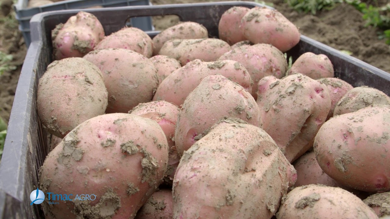 Proizvodnja krompira Bačko Petrovo Selo Timac Agro Balkans