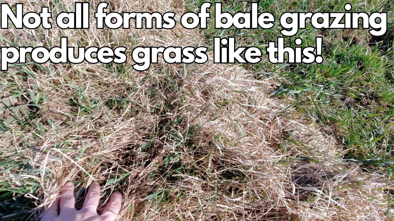 Here is a different type of bale grazing. This is best suited for larger acreage farms.