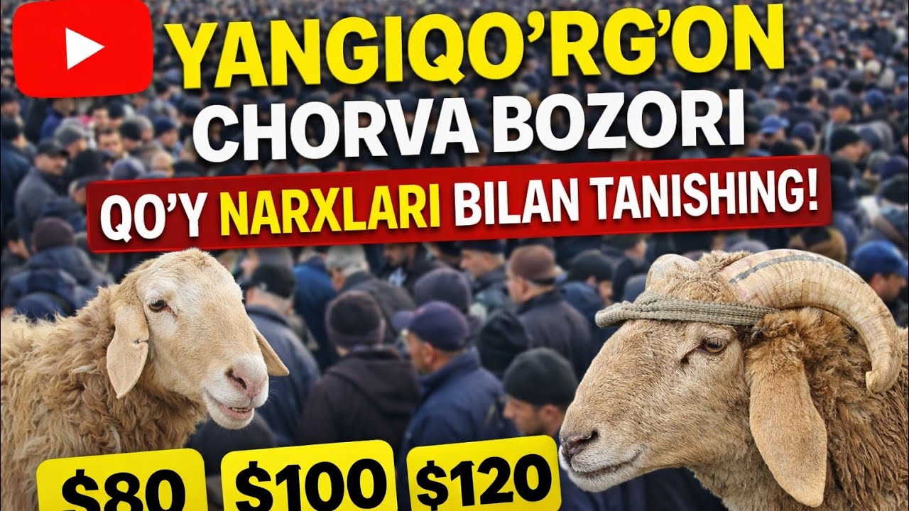 YANGIQOʻRGʻON CHORVA BOZORI QOʻY NARXLARI BILAN TANISHING 01.03.2026✅️✅️✅️