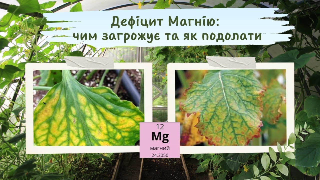 Як подолати дефіцит магнію та чим він небезпечний