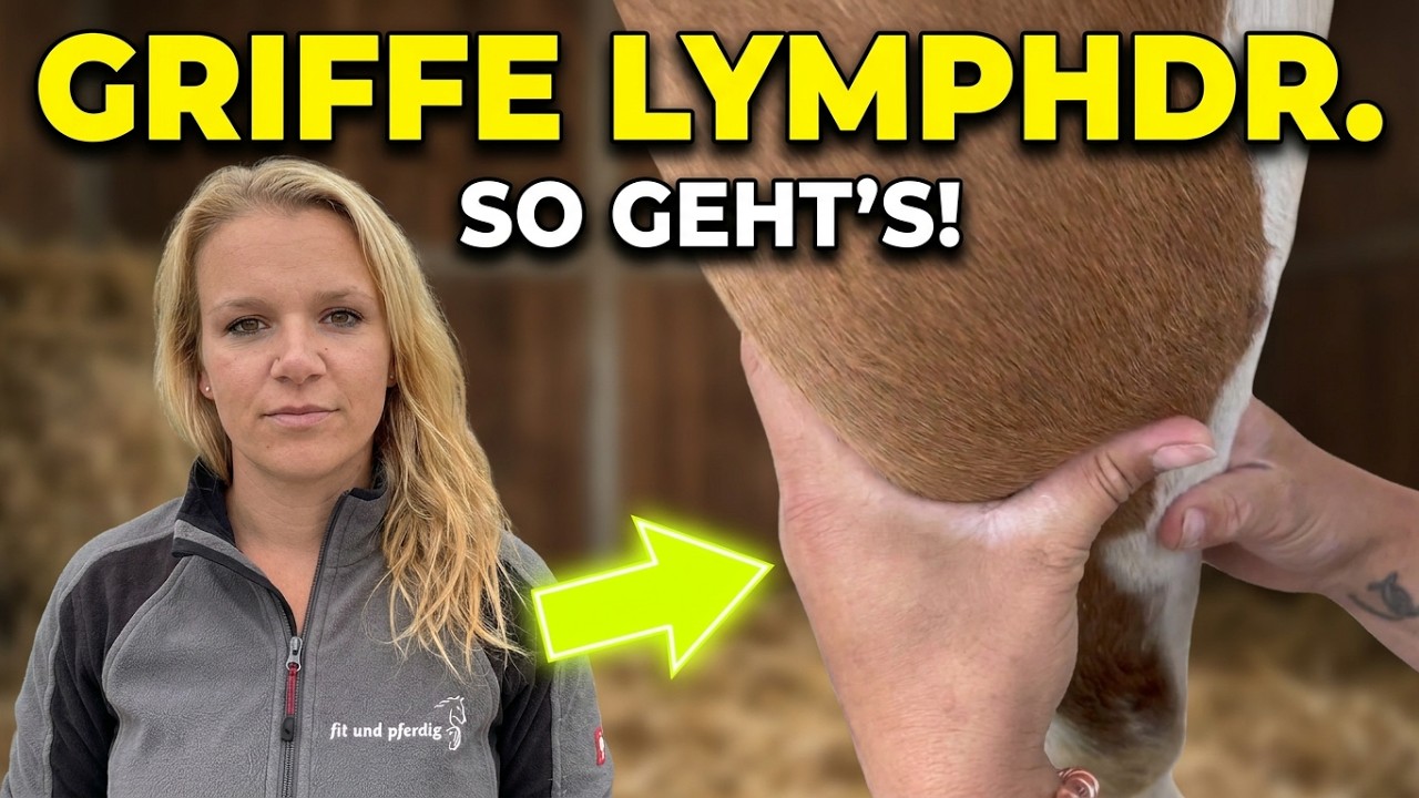 Pferdephysiotherapie - Griffe Lymphdrainage