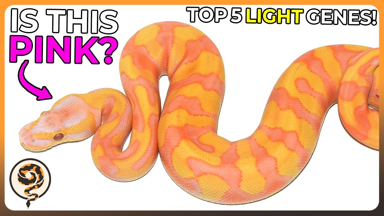 Here's 5 of My Favorite LIGHT Ball Python Genes!