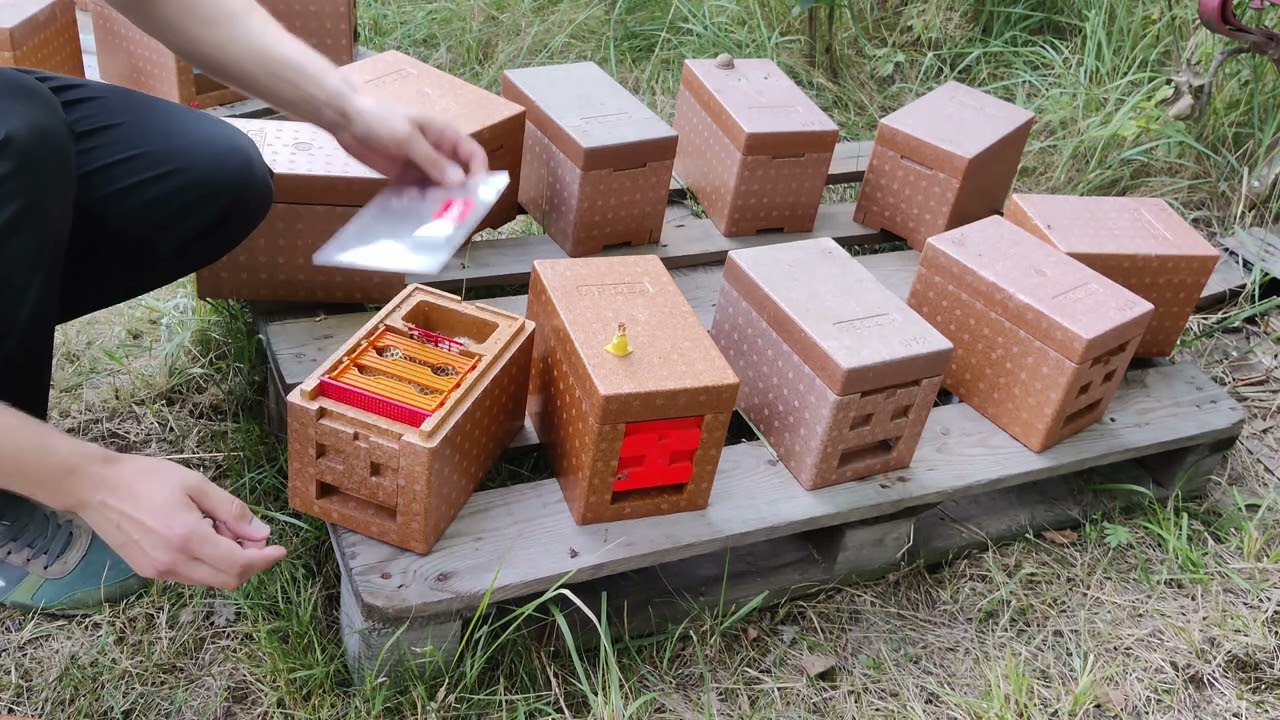 Kontrola ulików Apidea z Matkami Anatolica B353(KKS) Unasiennionych na trutowisku Karwendel
