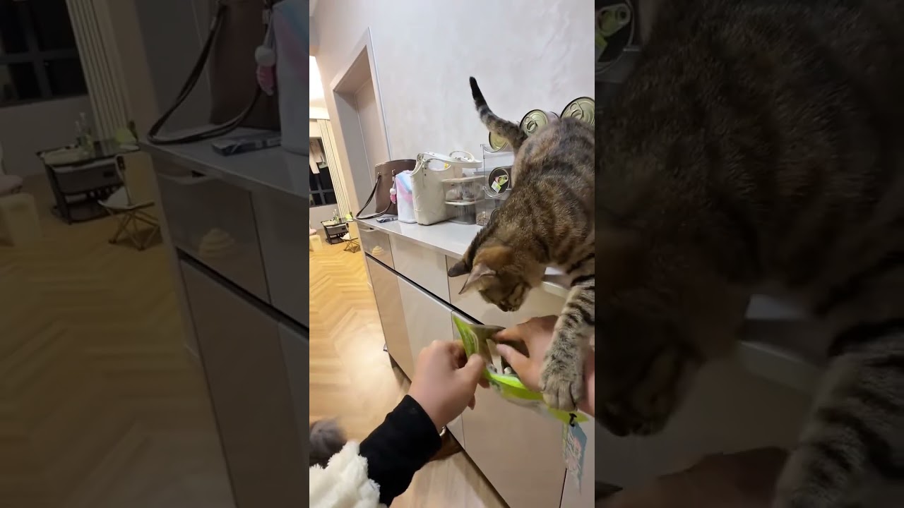 Vlog Snow brings Fengrong back to the cat#Cute pets#Little cat#Pet vlog#vlog 1 Billion Tra