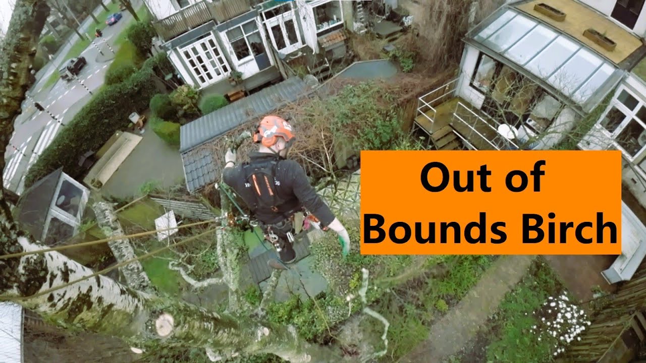 ROTTE Berk groeit over ERFGRENS! *Boom Klimmend Verwijderen*