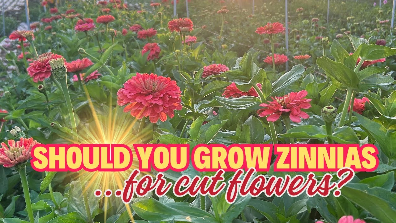 Why We LOVE Growing Zinnias on Our Flower Farm!