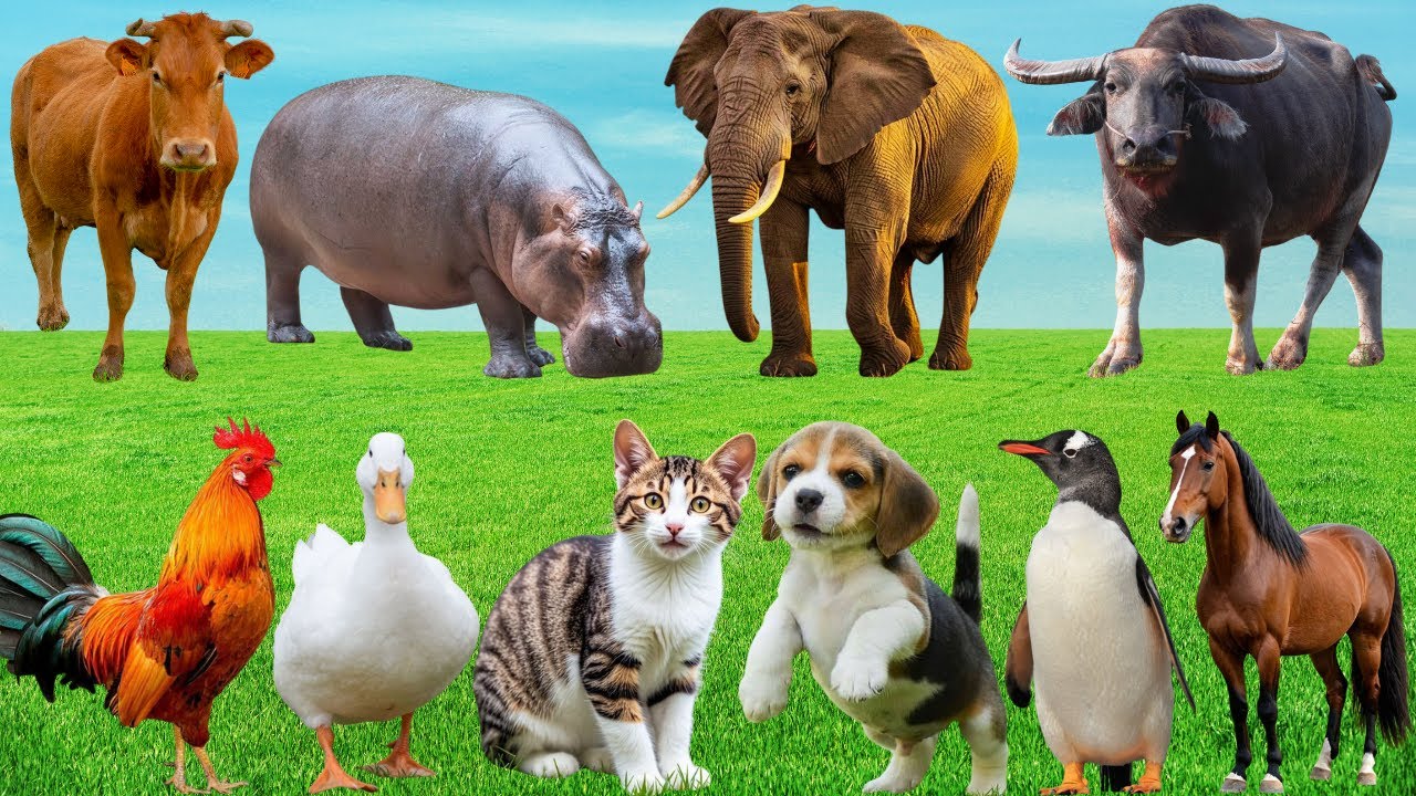 🎶 Sân Khấu Dễ Thương Nơi Đồng Quê – Khi Bò, Cún, Dê & Mèo Viết Lên Giai Điệu Yên Bình | Animals🐄🐐🐶🐱
