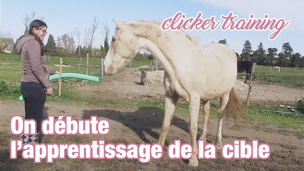 Apprentissage de la cible au clicker - Séance 1